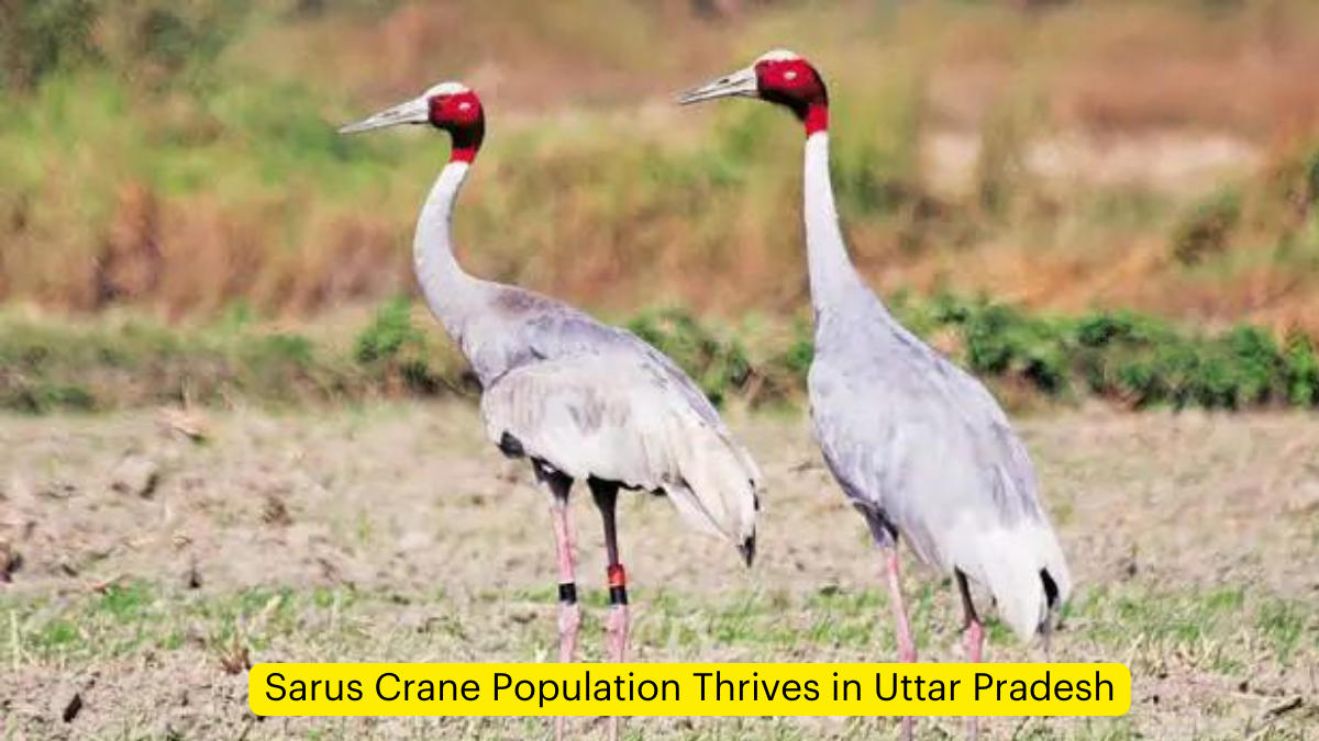 Sarus Crane Population Thrives in Uttar Pradesh