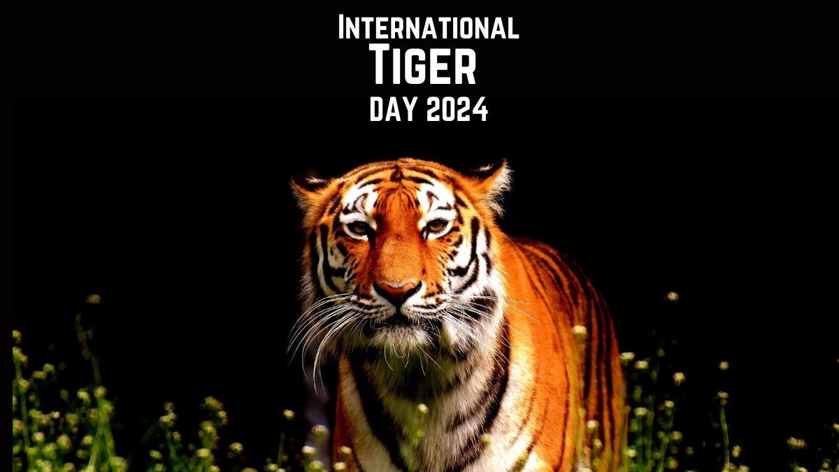 International Tiger Day 2024: Date, history and significance