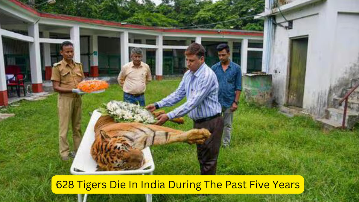 628 Tigers Die In India During The Past Five Years