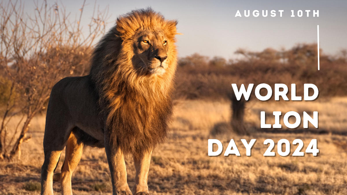 World Lion Day 2024, Date, History and Significance