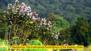 Neelakurinji: The Endangered Purple Bloom of the Western Ghats