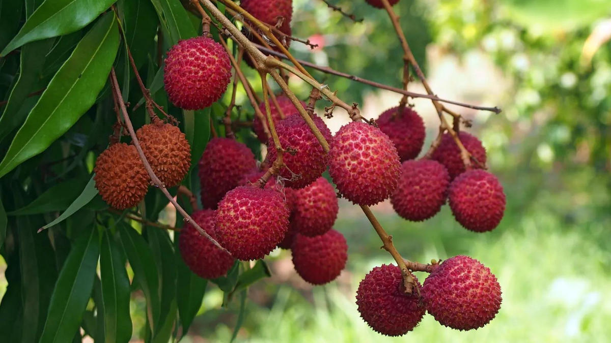 Largest Litchi Producing State in India