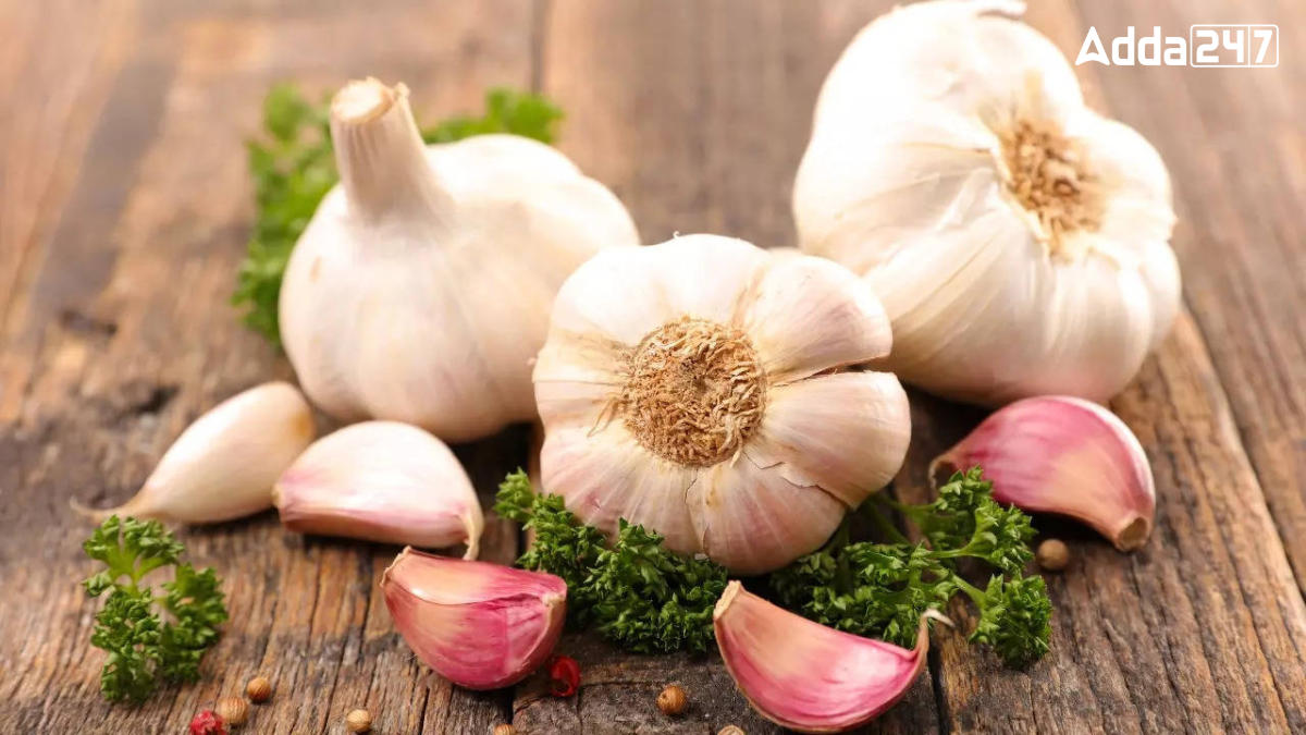 Top-10 Garlic Producing Countries in the World