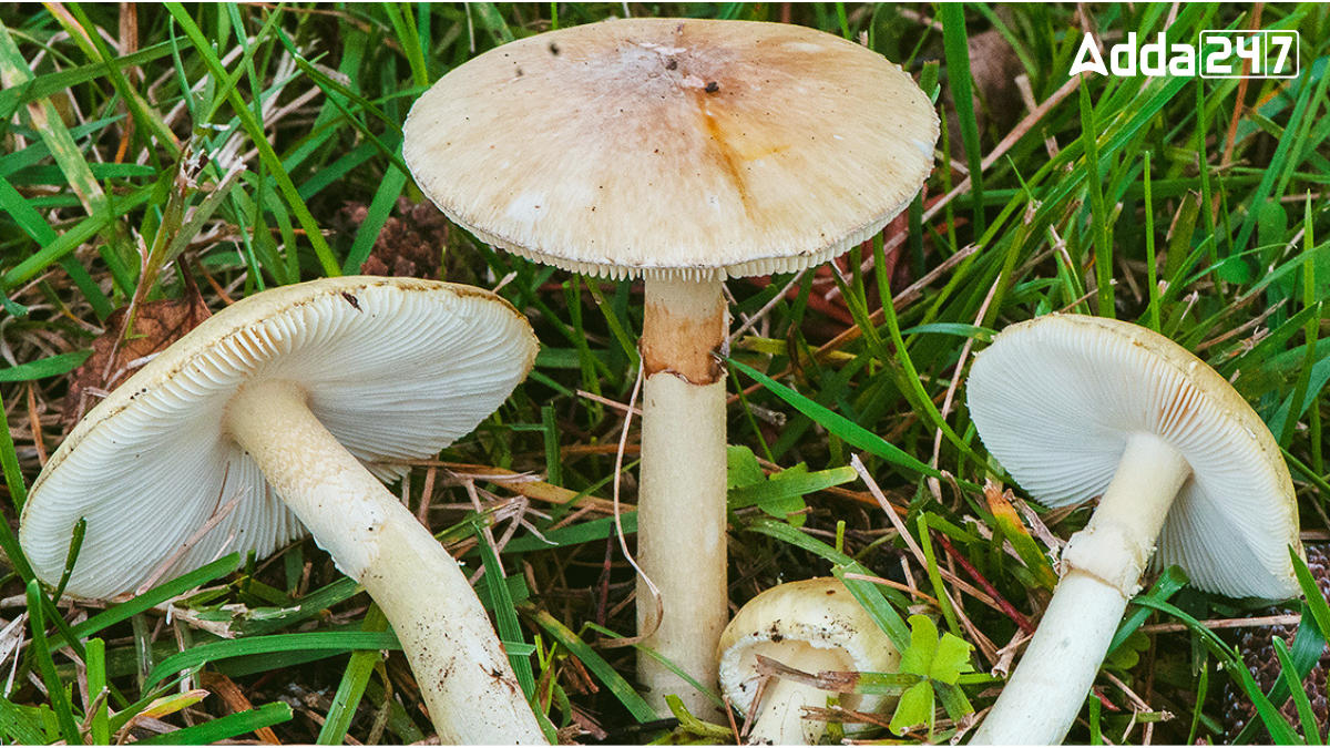 Top-10 Mushroom Producing Countries in the World