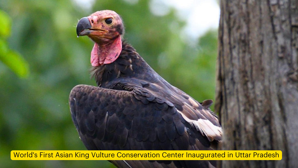 World's First Asian King Vulture Conservation Center Inaugurated in Uttar Pradesh