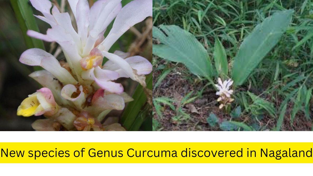 New species of Genus Curcuma discovered in Nagaland