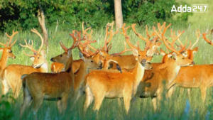 National Park of M.P. known for Barasingha