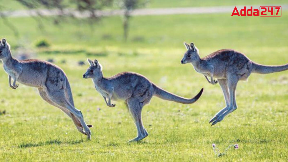 Which Country is Known as the Land of Kangaroo?