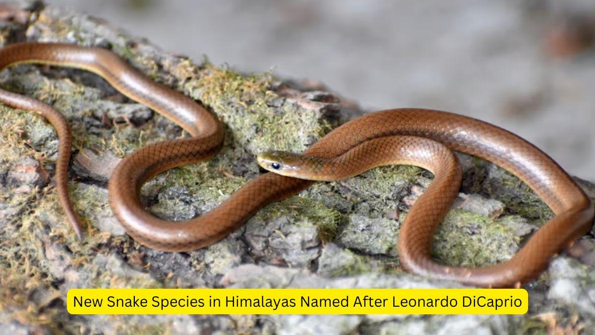 New Snake Species in Himalayas Named After Leonardo DiCaprio