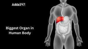 Biggest Organ in Human Body