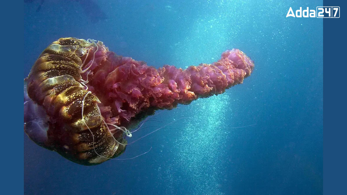 Largest Jellyfish Species in the Ocean