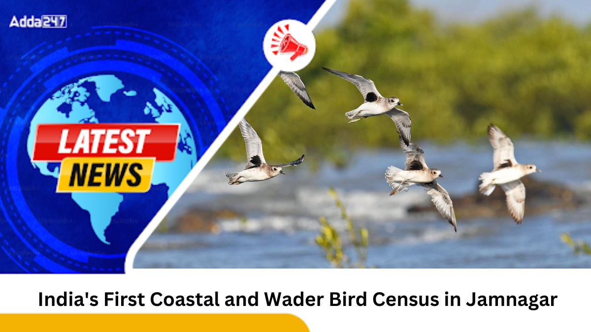 India's First Coastal and Wader Bird Census in Jamnagar, Gujarat