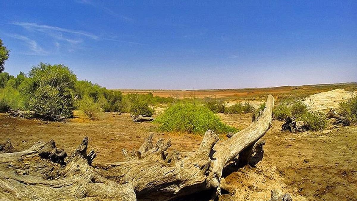 Gujarat's Guneri Village: First Biodiversity Heritage Site