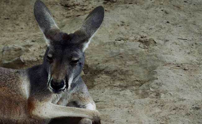 World’s First Kangaroo Embryos Created via IVF