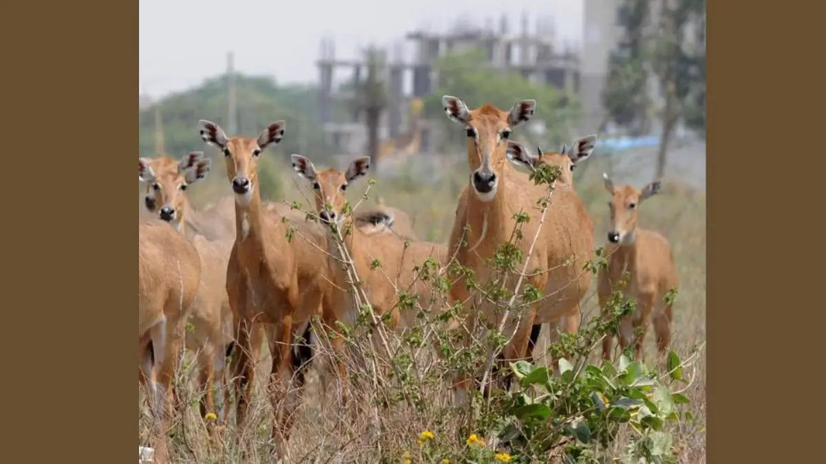 Govt Approves Nilgai Culling in Haryana