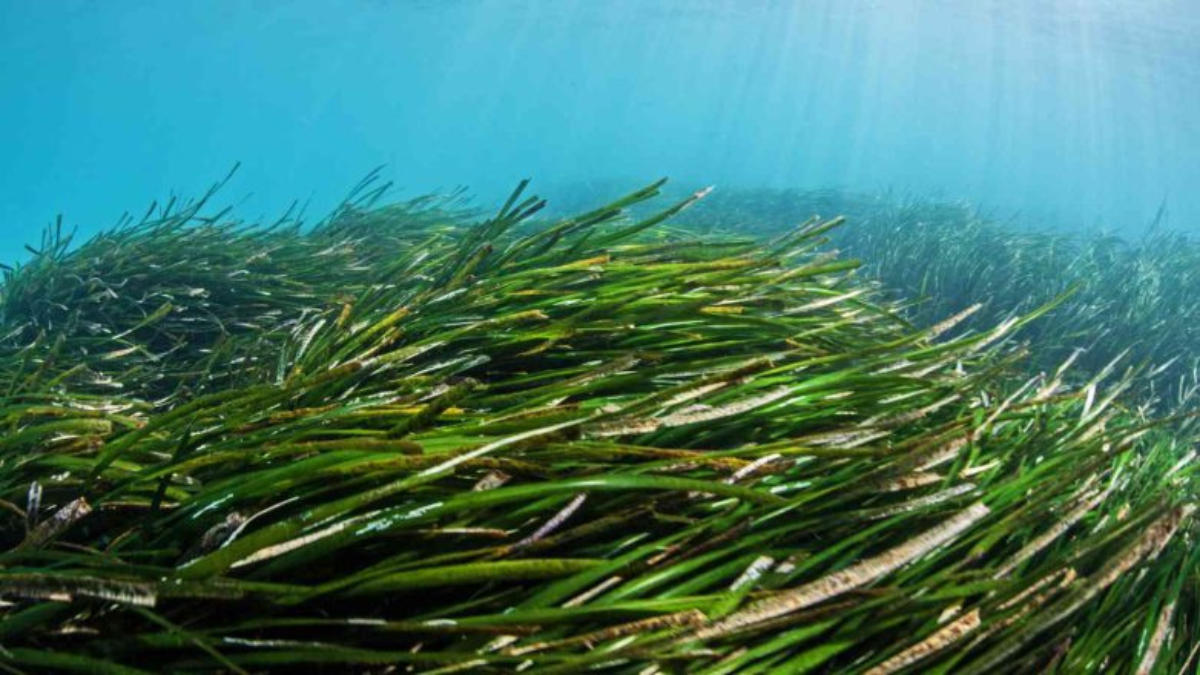 World Seagrass Day 2025: Significance, History, and Conservation Efforts