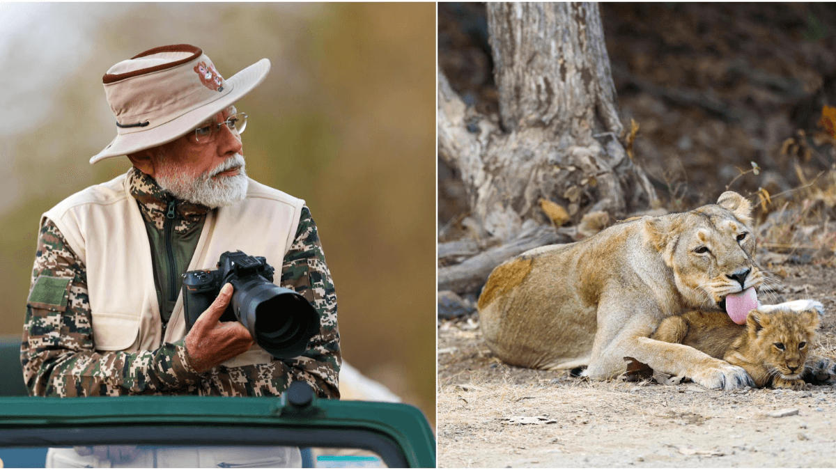 PM Modi Announces Asiatic Lion Population Estimation