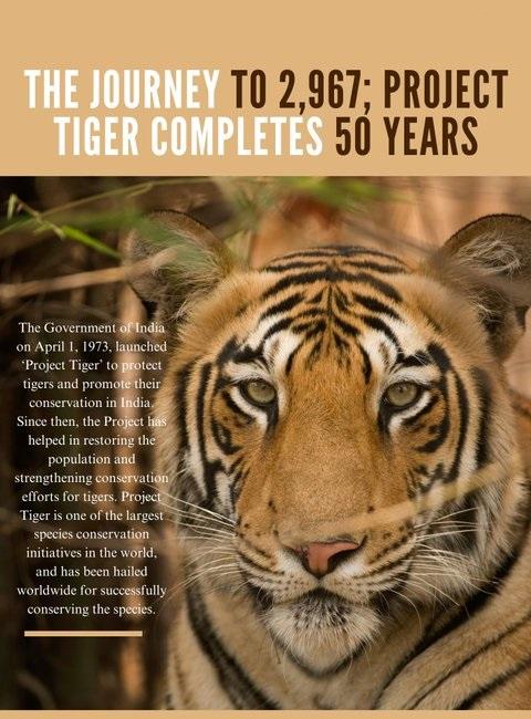Bandipur completes 50 years as Project Tiger Reserve