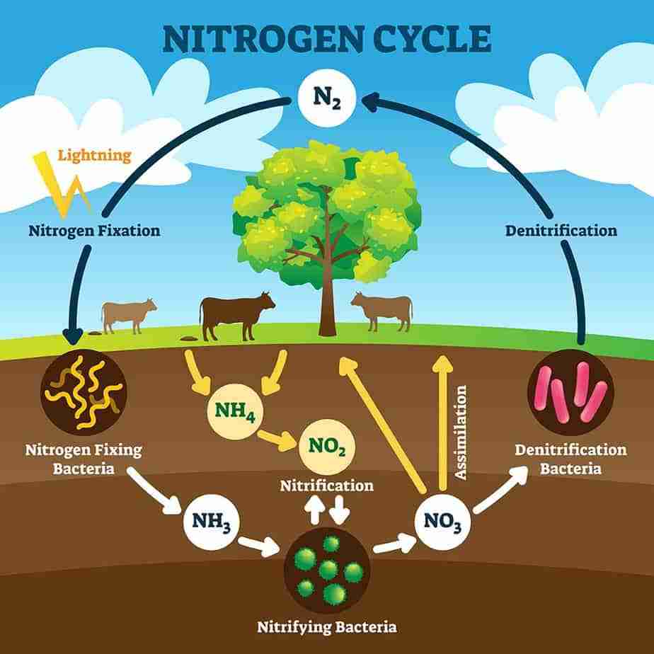 6.8: Nitrogen Cycle - Biology LibreTexts