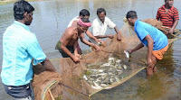 भारत, दुनिया में दूसरा सबसे बड़ा मछली उत्पादक देश |_50.1