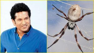 सचिन तेंदुलकर के नाम पर रखा गया मकड़ी की नई प्रजाति का नाम |_50.1