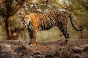 छत्तीसगढ़ : गुरु घासीदास राष्ट्रीय उद्यान बना बाघ अभयारण् |_50.1
