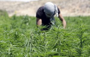 लेबनान ने औषधीय उपयोग के लिए भांग की खेती को किया वैध |_50.1