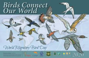 विश्व प्रवासी पक्षी दिवस: 9 मई |_50.1