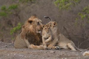 भारत में एशियाई शेरों की आबादी में हुई 29% की रिकॉर्ड वृद्धि |_50.1