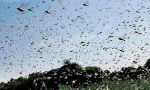 ड्रोन से टिड्डियों (locusts) को नियंत्रित करने वाला भारत बना पहला देश |_50.1