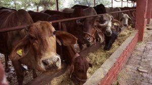 Dvara E-Dairy ने एआई-लेड टैग के लिए इफको टोकियो जनरल इंश्योरेंस के साथ की साझेदारी |_50.1