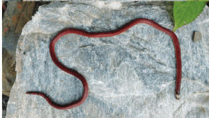 शोधकर्ताओं ने उत्तराखंड के जंगलों में खोजा ब्लैक बेलीड कोरल सांप |_50.1