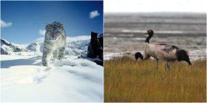 लद्दाख ने हिम तेंदुए को राज्य पशु, काली गर्दन वाली क्रेन को राज्य पक्षी घोषित किया |_50.1
