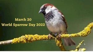 विश्व गौरैया दिवस 2022: तिथि, विषय, इतिहास |_50.1