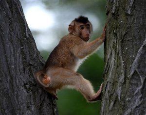 सेला पास के नाम पर रखा अरुणाचल में पाई गयी बंदर की नई प्रजाति का नाम |_50.1