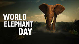 World Elephant Day 2022: जानें विश्व हाथी दिवस का इतिहास और महत्व |_50.1