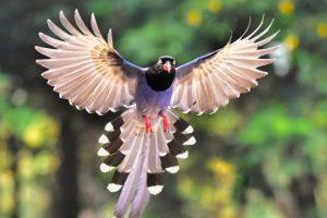 भारत में 5% पक्षी एंडेमिक हैं: जूलॉजिकल सर्वे ऑफ इंडिया पब्लिकेशन |_3.1