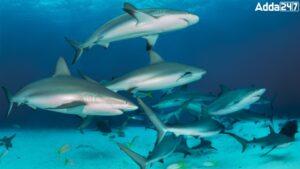 शार्क के शरीर के अंगों के अवैध व्यापार में तमिलनाडु शीर्ष पर
