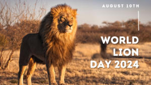 World Lion Day 2024: जानें इतिहास और महत्व |_3.1