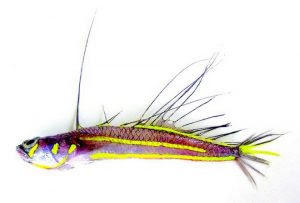 केरल के पास सिग्नल मछली की नई प्रजाति की गई खोज |_20.1