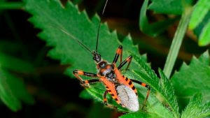 World Chagas Disease Day यानि विश्व चगास रोग दिवस: 14 अप्रैल |_20.1