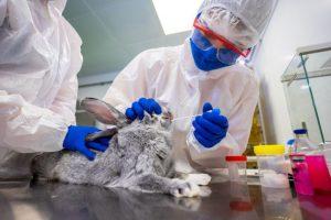 रूस ने बनाई जानवरों के लिए दुनिया की पहली कोविड वैक्सीन Carnivac-Cov |_40.1