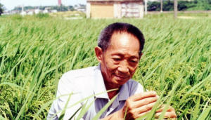 चीन के 'हाइब्रिड चावल के जनक' युआन लॉन्गपिंग का निधन |_40.1