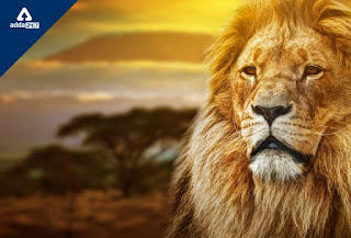 World Lion Day 2022: जानें क्यों मनाया जाता है विश्व शेर दिवस? |_40.1
