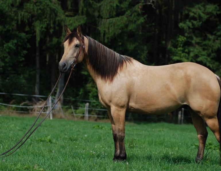 Quarter Horses - Rich in Genetic Heritage | Horse Journals