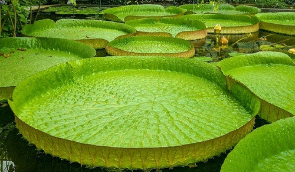 Largest Flower in the World, List of Top 10_80.1