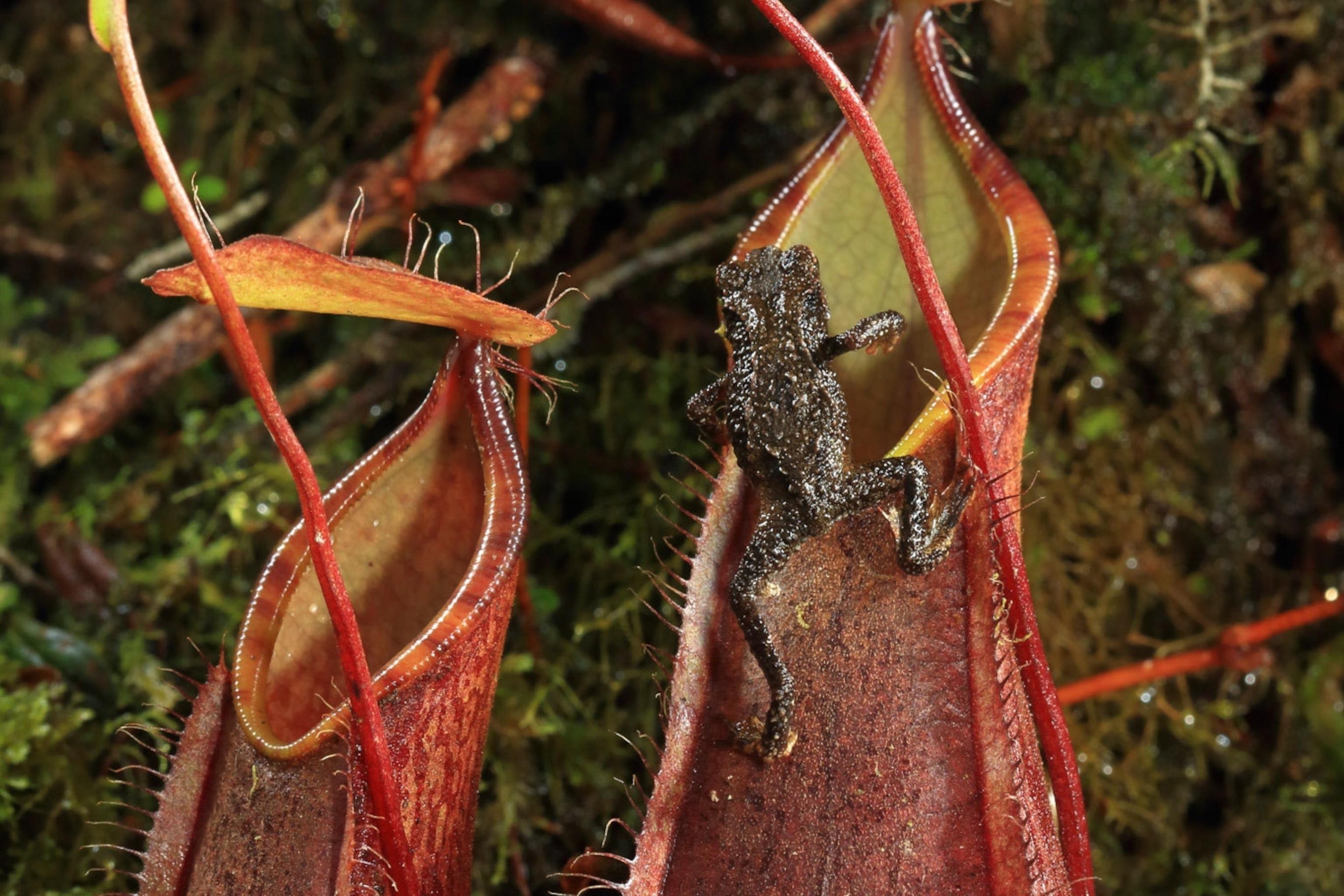 The Living, Breathing World of Borneo's Carnivorous Pitcher Plants