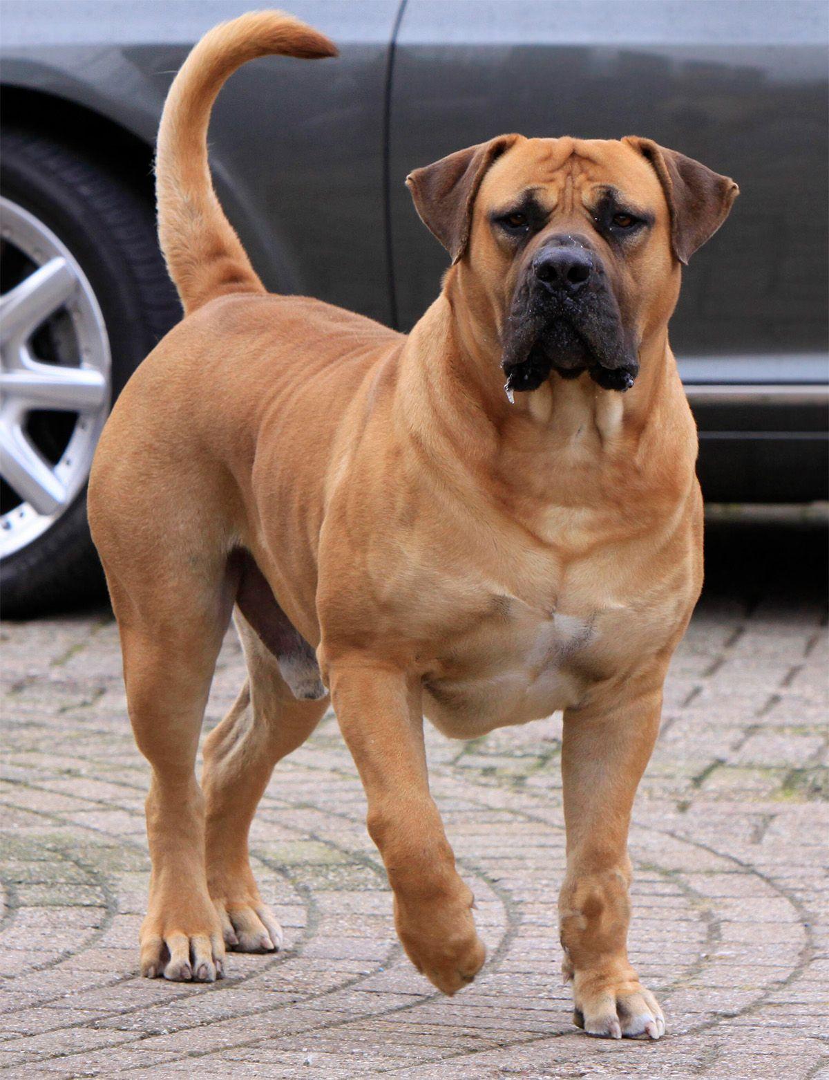 Biggest Dog in the World, Know About the Top-10_50.1