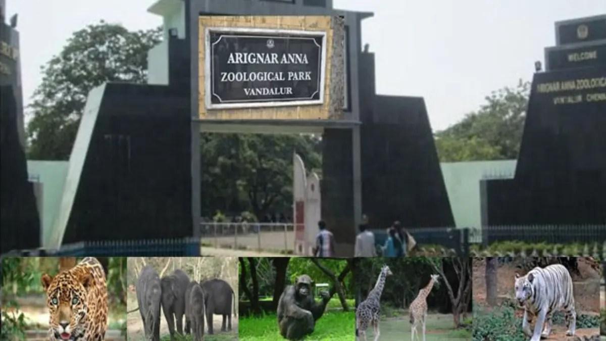 Arignar Anna Zoological Park Ticket price: Vandalur Zoo Ticket Booking at  Chennai - TicketSearch
