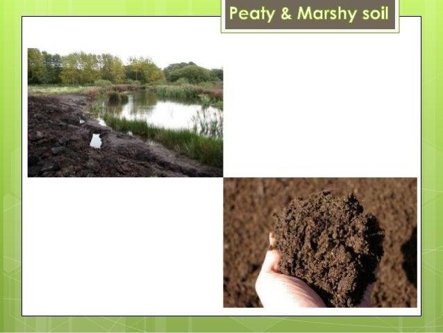 Peaty and marsh soil in India